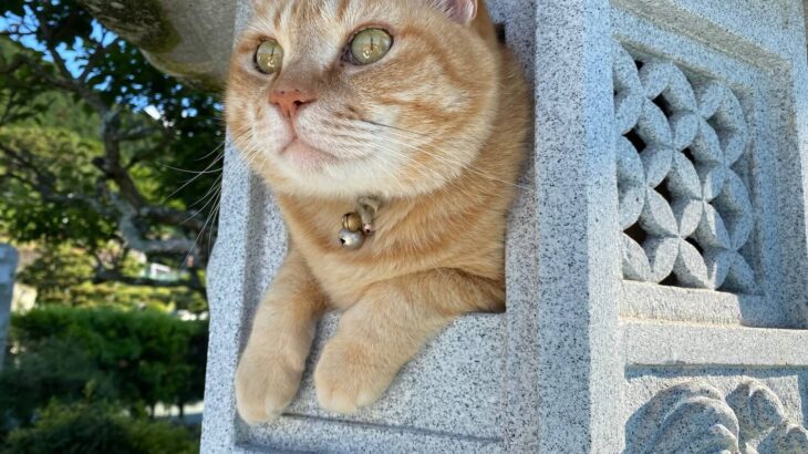 まるで猫神様がニャルソックしているみたい！石灯籠の中に鎮座する猫ちゃんの姿が神々しい(ブログ)