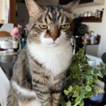 35℃の猛暑日予想に思わずジト目になってしまった猫ちゃん、不快感を隠さない表情に共感の嵐(ブログ)