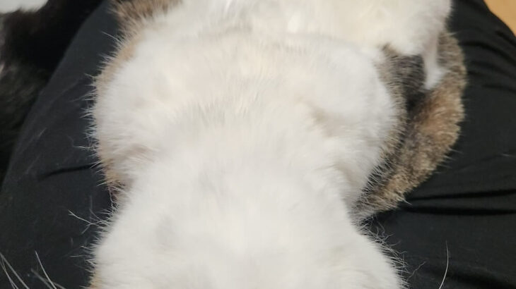 あまりにも無防備すぎる猫ちゃん、ヘソ天だけでなくアゴ天までも披露したまま爆睡してしまう(ブログ)