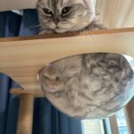 「完全に定員オーバー」「心霊写真かと思った」猫たちのクリアボウルの入り方が無理やりすぎて爆笑の嵐(ブログ)