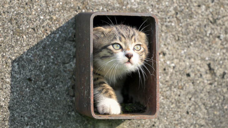小さなトンネルから子猫がひょっこり顔を出す！週末猫フォトグラファーが見つけた秘密の隠れ家とは？(ブログ)