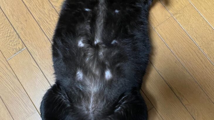 「もう猫じゃない気がしてきた…」カエル？カメ？別の生き物に進化し始めた黒猫のポーズが個性的すぎる(ブログ)