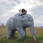地域猫のお気に入りスポットは…なんと象さんの上だった！ネコ写真家が河川敷で見つけた仲良し風景(ブログ)
