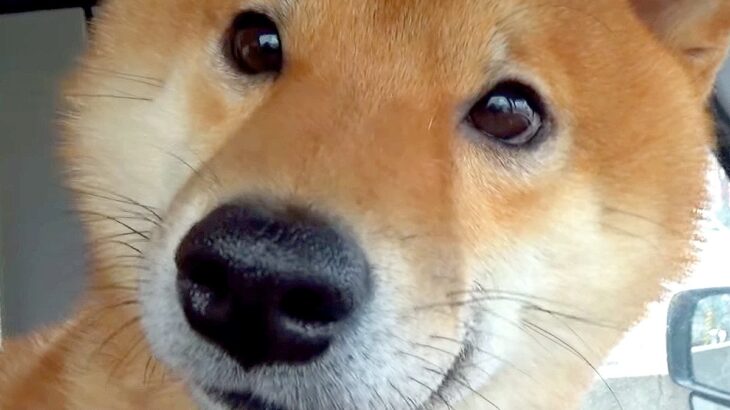 犬を『大嫌いな病院』に連れて行った結果…隠しきれない『戸惑い』が可愛すぎると196万再生「思考停止してて草」「いちいち可愛い」と悶絶(ブログ)