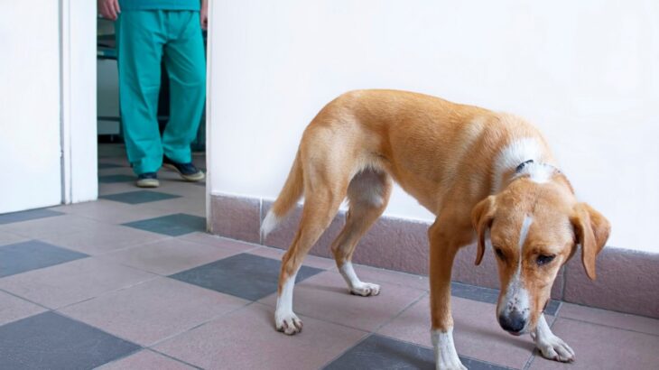 『病院が大嫌いな犬』がする仕草や態度4選　嫌がる理由や苦手を克服するためにできること(ブログ)