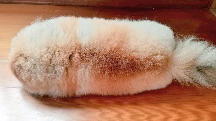 犬が犬ではない可能性…？『ちくわなのかもしれない』疑惑の光景が16万いいね「大きなエビフライにも見えて草」「タワシかもしれん」と爆笑(ブログ)