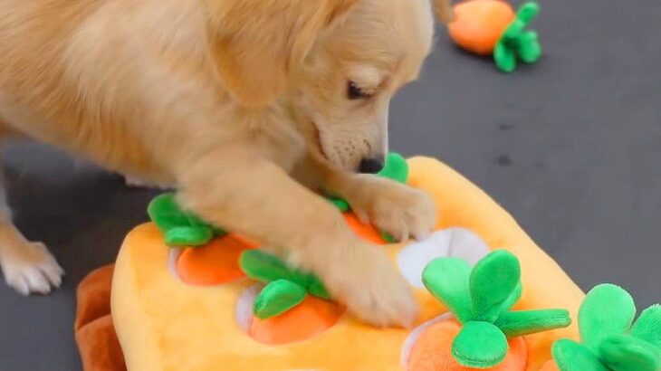 赤ちゃん犬に『にんじん畑のおもちゃ』を与えた結果…まさかの展開が8万1000再生「畑荒らししてる？ｗ」「一生懸命掘ってて可愛い」(ブログ)