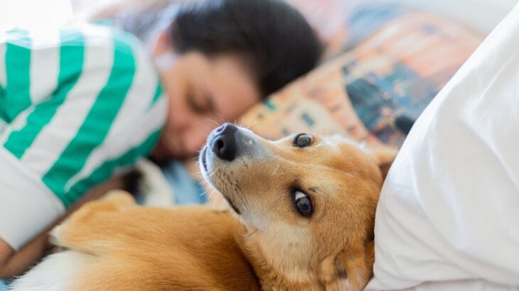 犬が一緒に寝てくれなくなったときに考えられる心理5選　飼い主と離れて眠る理由や対処法まで(ブログ)