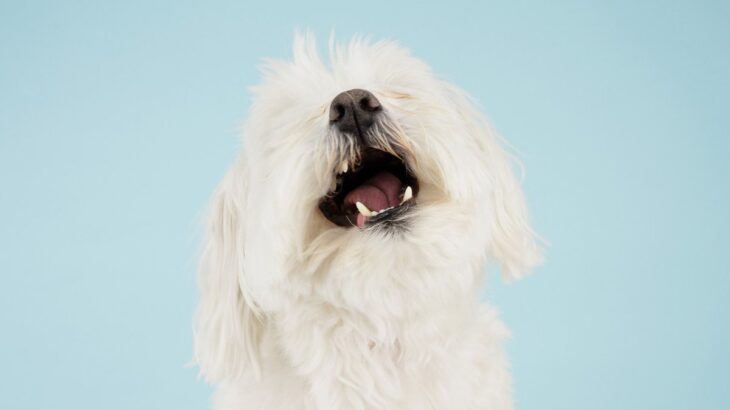 犬の『あごが震える』3つの理由　ガクガクと震わせている原因や病気の症状まで(ブログ)