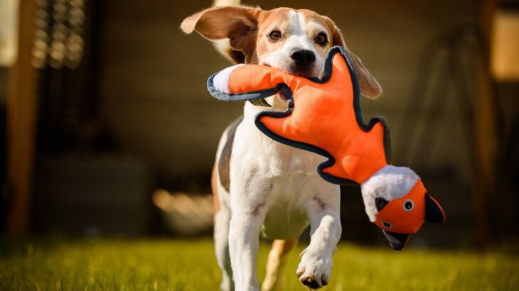 犬がよく遊ぶ『おもちゃの特徴』5つ　主な共通点や興味を持たせる秘訣とは？(ブログ)
