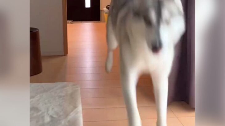 ハスキー犬が飼い主を無視し続けていたら…『魔法の言葉』を聞いた時の反応があからさま過ぎると爆笑「調子のいい奴ｗ」「ルンルンで可愛い」(ブログ)