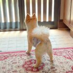 『僕を置いていかないで…』犬を実家に預けた結果…思わず涙が出る『切なすぎる行動』が21万再生「なんて健気なの…」「泣いちゃった」と感動(ブログ)