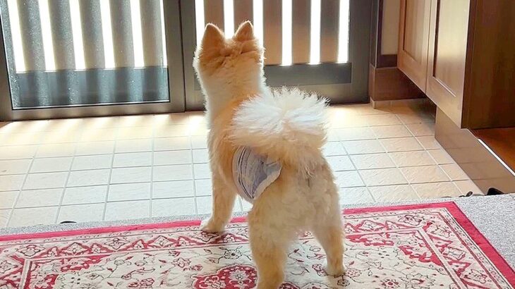 『僕を置いていかないで…』犬を実家に預けた結果…思わず涙が出る『切なすぎる行動』が21万再生「なんて健気なの…」「泣いちゃった」と感動(ブログ)