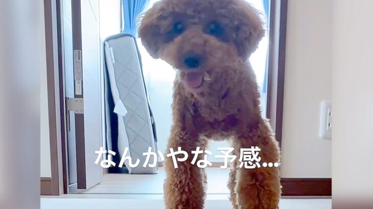『嫌な予感…』犬が呼んでいたので付いていった結果…まさかの『報告内容』が12万1000再生「悪気なさ過ぎて草」「可愛いから許しちゃうｗ」(ブログ)