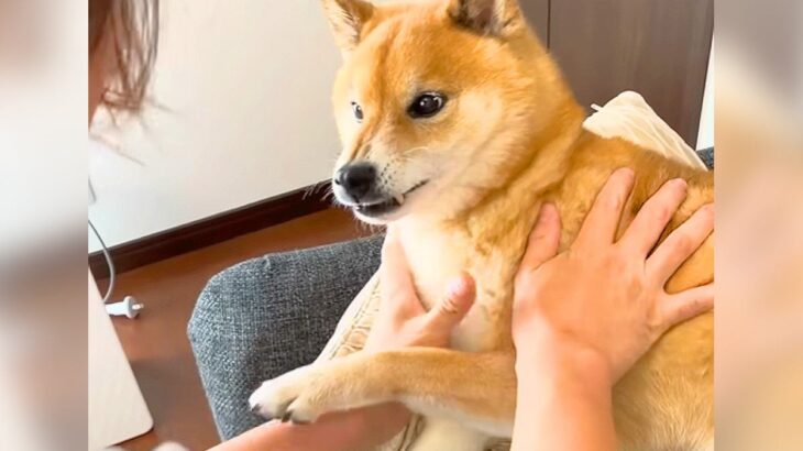 お風呂嫌いな犬が『お風呂警察』に見つかった結果…連行される一部始終が56万再生「任意同行で笑ったｗ」「警察24時みたいで草」と爆笑(ブログ)
