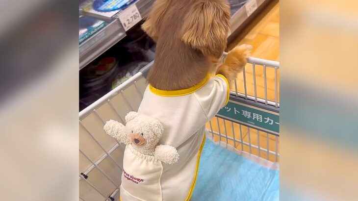 犬が『お友達』と一緒にお買い物をした結果…可愛すぎる光景が94万再生「赤ちゃんみたい」「おもちゃ真剣に選ぶのたまらんｗ」と悶絶の声(ブログ)