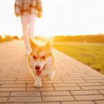犬が散歩で『飼い主の前を歩く』心理5選　リードを引っ張らせない方法や安全な歩かせ方まで(ブログ)