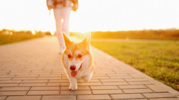 犬が散歩で『飼い主の前を歩く』心理5選　リードを引っ張らせない方法や安全な歩かせ方まで(ブログ)