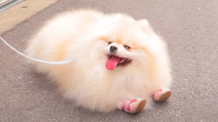 快晴の日に『犬とお散歩』に行った結果…日陰から出ようとしない姿が1万9000再生「前足ピーンがたまらない」「幸せそうな顔」(ブログ)