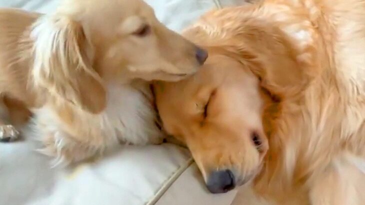 小型犬と大型犬が『仲良くなりすぎた』結果…大好きが止まらない『幸せすぎる光景』に20万再生の反響「愛情表現可愛すぎる…」と悶絶の声(ブログ)