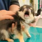 赤ちゃん犬が初めての病院で『注射』打たれた結果…想像の100倍『ブチギレ』する姿が88万再生「恨みつらみ言ってそうｗ」「頑張ったね」(ブログ)