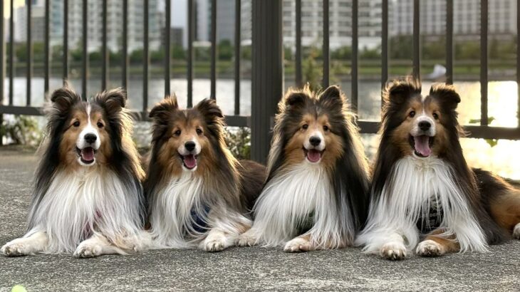愛犬たちに『写真撮るよ〜』と声をかけた結果…まさか過ぎる光景に4万2000いいね「シンクロ率高すぎて草」「言葉理解してるｗ」絶賛の声(ブログ)