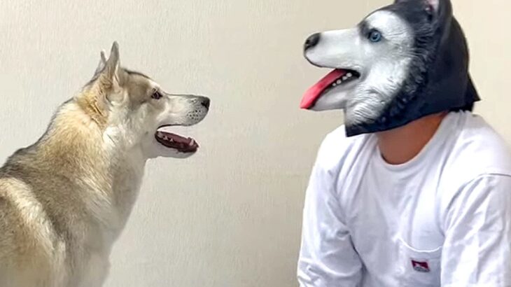 『ハスキー犬に変装した飼い主』が愛犬を驚かせた結果…全く気付かない『まさかの展開』に爆笑の声「ナイス反応」「同時のカメラ目線笑ったｗ」(ブログ)