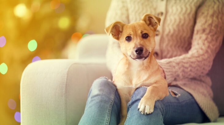 犬が飼い主に前足を乗せてくる４つの理由　甘えてる？愛犬の行動に隠された意味とは(ブログ)