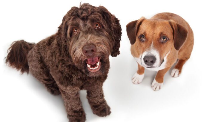 『大切に育てられている犬』の特徴5選　愛されているワンコが見せる仕草や行動とは？(ブログ)