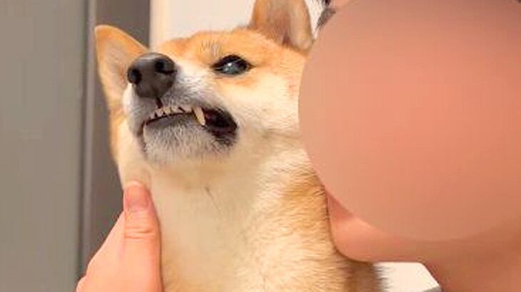 柴犬を脅してみた結果…まるで『漫才のようなやり取り』が面白すぎると495万再生「脅し方が可愛すぎるｗ」「ほぼコント」と絶賛の声(ブログ)