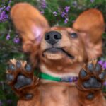 伸ばしっぱなしは危険！犬の足裏の毛のカット方法や注意点(ブログ)