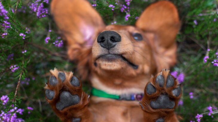 伸ばしっぱなしは危険！犬の足裏の毛のカット方法や注意点(ブログ)