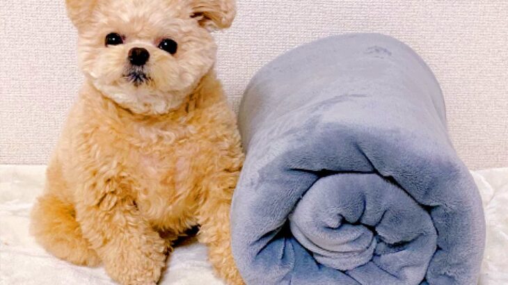 犬の『お留守番する姿』を一瞬で可愛くする方法…目から鱗な『裏ワザ』に2万4000いいね「ぬいぐるみですか？」「赤ちゃんすぎる」と悶絶(ブログ)