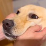 犬が飼い主に『説教』された結果…まさかの『思春期のような反抗』が可愛いと2万2000再生「怒られてるのに可愛い」「パパ甘すぎるｗ」(ブログ)