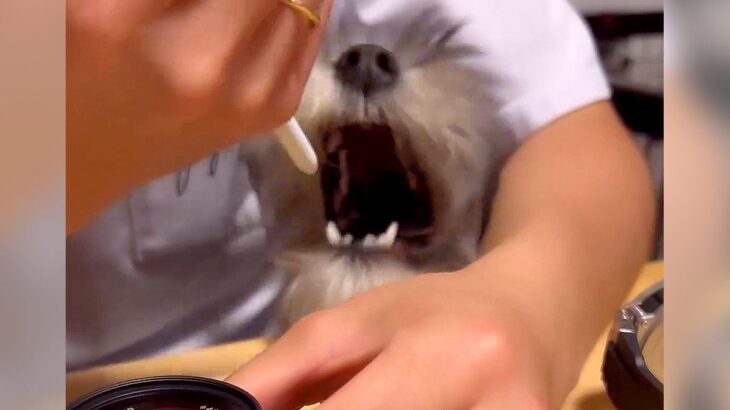 犬の顔に『風』を当ててみた結果…まさかの『おかわり』を求める姿が可愛すぎると124万再生「口パクパクｗ」「風待ちしてて草」と絶賛の声(ブログ)