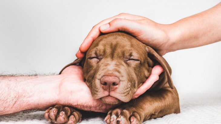 犬にとって負担になる『NG行為』5選　愛犬に健康被害をもたらす危険な行動とは？(ブログ)