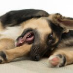 犬が『自分の足を噛む』３つの原因　やめさせるにはどうしたらいいの？(ブログ)