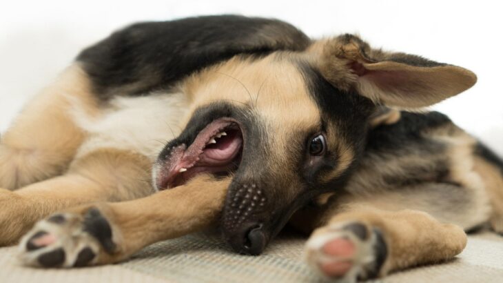 犬が『自分の足を噛む』３つの原因　やめさせるにはどうしたらいいの？(ブログ)