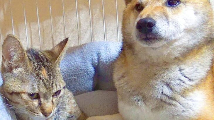 犬の部屋に『猫が潜入するドッキリ』を仕掛けた結果…まさかの『リアクション』が面白過ぎると65万再生「放心状態で草」「岩のようｗ」と爆笑(ブログ)