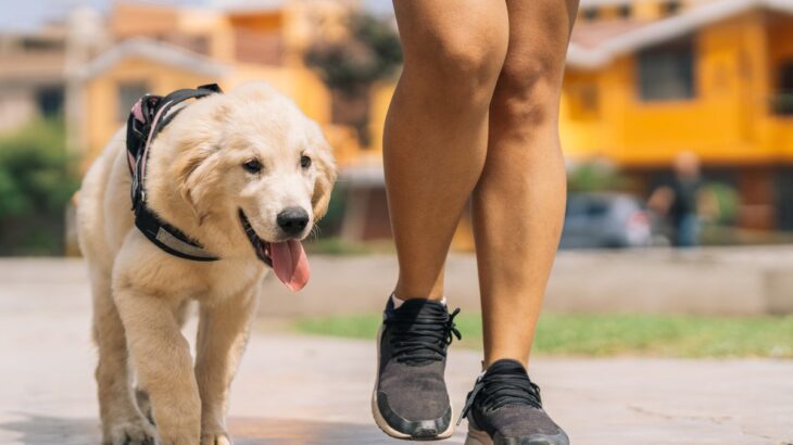 『責任感が足りない』犬の飼い主がする行動5つ　あなたは大丈夫？愛犬のために必ず意識すべきことまで(ブログ)