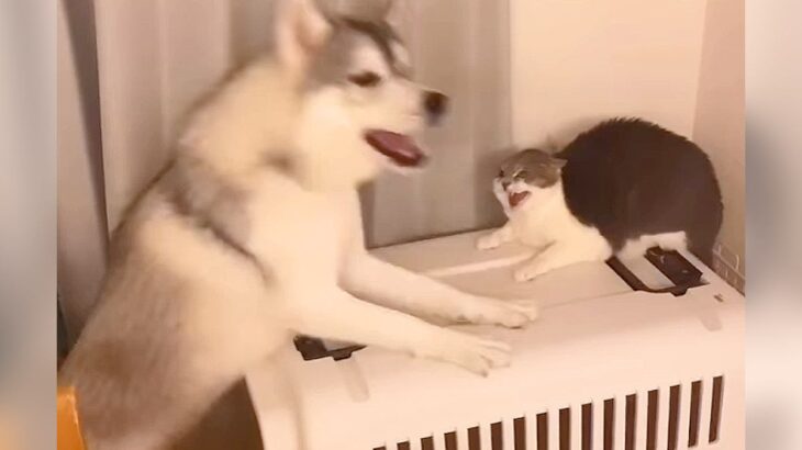 『一緒に遊びたかっただけなのに…』犬が猫を誘った結果、まさかの展開に『思考停止』する光景が25万再生「戸惑い顔ｗ」「猫強すぎる」(ブログ)