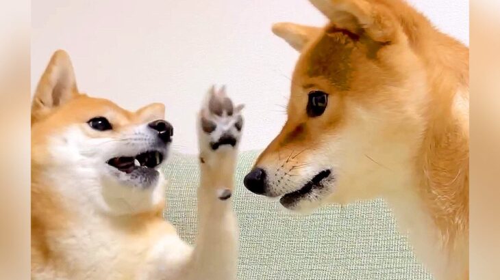 2匹の犬が『親子喧嘩』した結果…まさかの『攻撃方法』が可愛すぎると104万再生「弱すぎて爆笑したｗｗ」「無反応で草」「優しすぎ」と絶賛(ブログ)