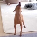 飼育放棄された保護犬の『留守番を隠し撮り』した結果…号泣してしまった『悲しい理由』と飼い主の深い愛情に涙「心から愛されてる」と感動(ブログ)