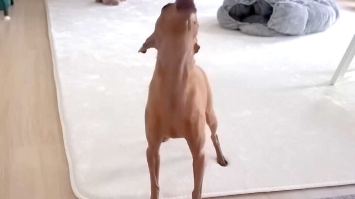 飼育放棄された保護犬の『留守番を隠し撮り』した結果…号泣してしまった『悲しい理由』と飼い主の深い愛情に涙「心から愛されてる」と感動(ブログ)