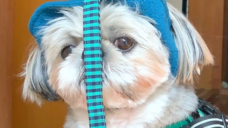 『どうしてこうなった…』犬に帽子を被せてみた結果…頑固すぎる姿が愛おしいと6万再生「なんとも言えない表情で草」「たまらん」と絶賛(ブログ)