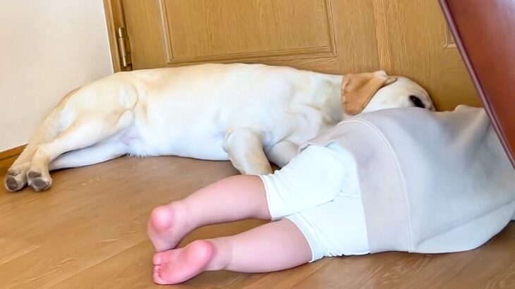大型犬と小さな女の子が『隠れてコソコソ』していた結果…まさかの『可愛すぎる光景』が269万再生「なんて優しい空間」「尊くて涙が出そう」(ブログ)