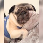 犬が爆睡していたら…衝撃の『いびき音』がやばすぎると936万再生「すごい顔すぎて吹いたｗ」「ブーブーいってる」海外からも爆笑の声(ブログ)