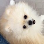 犬の様子がおかしくなり仕事中断、急遽病院へ…獣医師に言われた『まさかの診断結果』が32万再生「理由が可愛すぎるｗ」安堵と絶賛の声(ブログ)