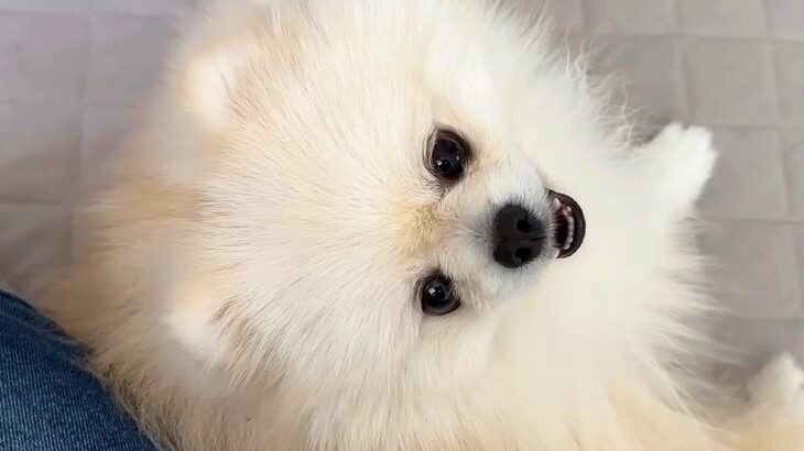 犬の様子がおかしくなり仕事中断、急遽病院へ…獣医師に言われた『まさかの診断結果』が32万再生「理由が可愛すぎるｗ」安堵と絶賛の声(ブログ)