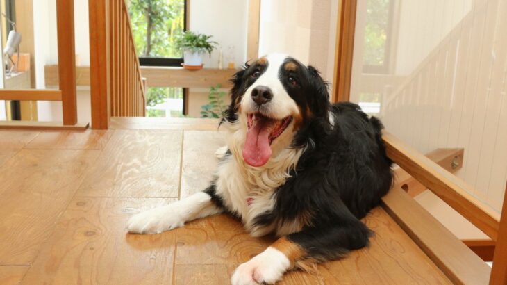 『大型犬の魅力』4選　飼ったことがある人にしかわからない長所や飼育の前に知っておくべきこと(ブログ)